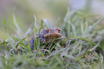 Common toad (Bufo bufo) in the natural ecosystem.