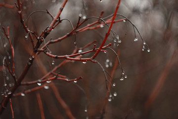 Red branches of a bush without leaves, covered with drops of water that hang like berries.