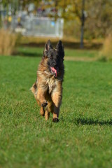 German Shepherd © Magorzata