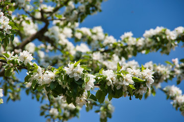 White cherry blossom in England