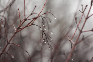 Red branches of a bush without leaves, covered with drops of water that hang like berries.