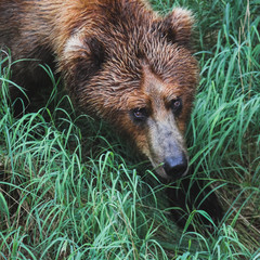Bear in grass