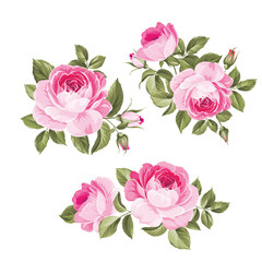 Vintage flowers set over white background. Wedding rose flowers bundle. Flower collection of watercolor detailed hand drawn roses. Decorative vintage rose and bud. Vector illustration.