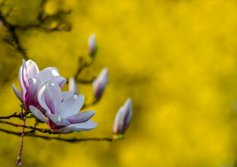 Beautiful pink spring magnolia flower, on blurred yellow background . Nature concept for design.   Spring flowering garden. Horizontal background. Spring. Season. Closeup .