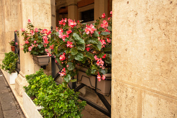 Fototapeta premium A window with flowers