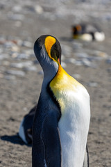 Königspinguin © BrandesMichael