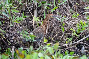 Ein Marmorreiher in der Jugendzeichnung sitzt in der Ufervegetation