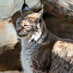 Bobcat, Bay Lynx (Lynx rufus)