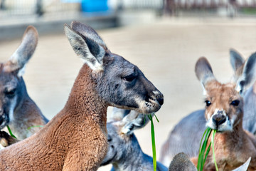Red Kangaroo (Macropus rufus) in Japan © Kazu