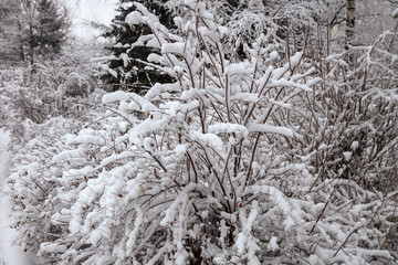 Snow on the bushes