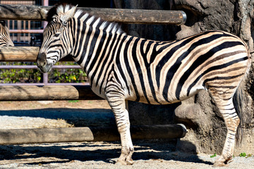 Fototapeta na wymiar Chapman's Zebra (Equus burchelli antiquorum)