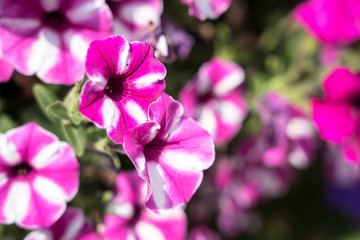 Fototapeta na wymiar Beautiful petunia flowers