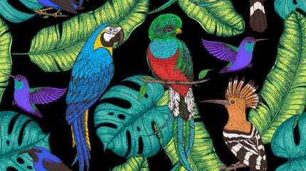 Seamless pattern with hoopoe, hummingbird, quetzal, ara parrot, purple honeycreeper. Animals and palm leaves illustration. Tropical birds. Hand drawn vector illustration. © vidimages