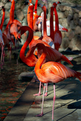 Flock of flamingo (Phoenicopterus roseus)