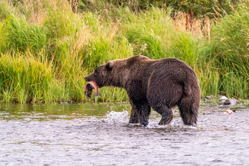 Grizzly Bear Catching Salon, Kociak, Alaska © kcapaldo
