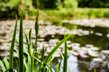 Plants on a background with water lilies