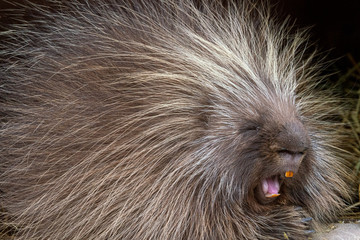 Porcupine Yawning