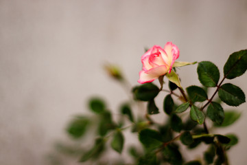 pink rose in the garden