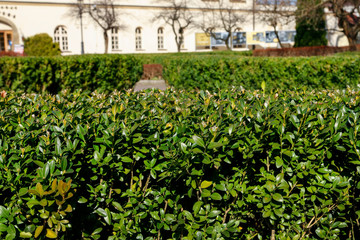 Fototapeta na wymiar Buxus shrubs in public park.