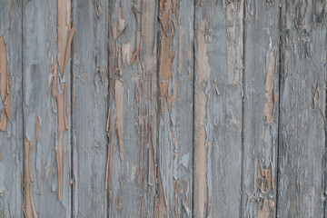 Old Wood Wall With Cracked grey Paint