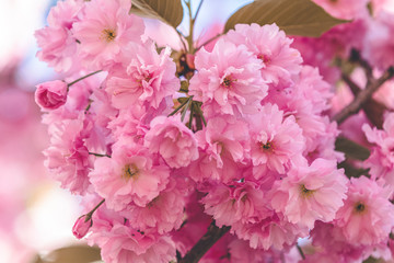 Beautiful nature scene with blooming cherry tree in spring. Sakura flowers in bloom. Beautiful Holiday greeting card. Shallow depth of field. Toned. Soft focus, shallow depth of the field