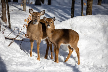 Chevreuils en hiver