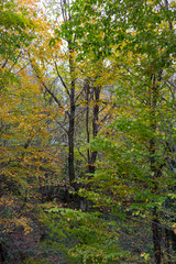 Autumn forest landscape, tranquil scene