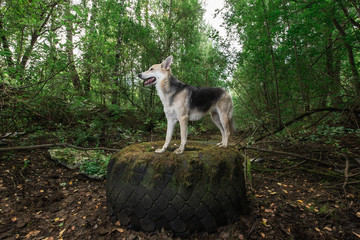 Happy mongrel dog standing on tire at nature