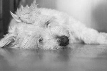 Black and white portrait of adopted white Catalan Sheepdog rests on the parquet at home