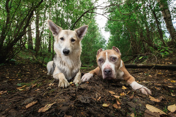 American Staffordshire Terrier lying on ground with mongrel dog in forest