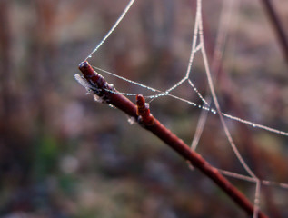 Krople rosy na pajęczynie rozwieszonej pomiędzy gałązkami krzewów.
