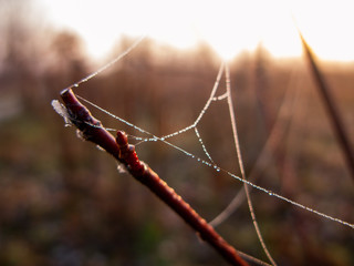 Krople rosy na pajęczynie rozwieszonej pomiędzy gałązkami krzewów.