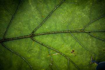 leaf on the ground