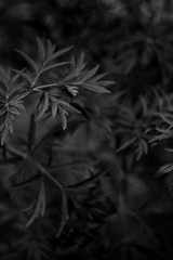 Black and White close-up of leaves
