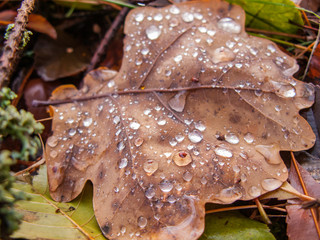 Fototapeta Kroplw deszczu na dębowym liściu leżącym na ziemi. obraz