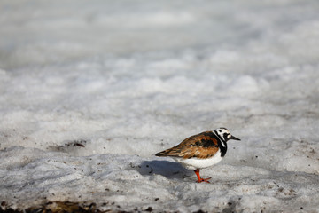 A male Ruby Turnstone bird standing on dirty snow and resting as it is migrating north to the arctic, found near Arviat Nunavut