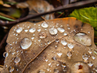 Kroplw deszczu na dębowym liściu leżącym na ziemi.
