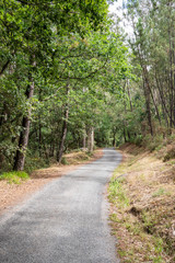 Fototapeta na wymiar Background of a rural road that runs through a forest