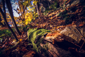 sunset in the forest