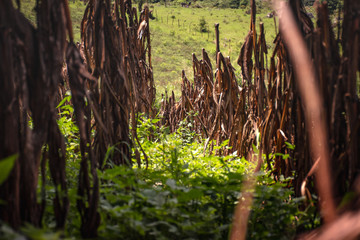 Ma&iacute;z de la sierra