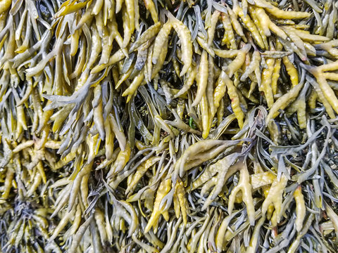 Channelled wrack background