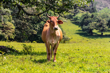 Vaca de Xochitl&aacute;n