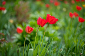 red tulips that grow in my garden