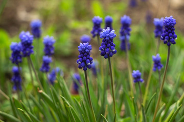 Muscari armeniacum, blue grape hyacinths is a perennial bulbous plant. Floral pattern, beautiful spring flowers in the flowerbed, blurred background