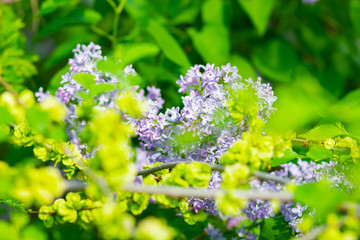Spring branch of blossoming lilac. Lilac flowers bunch over blurred background. Purple lilac flower with blurred green leaves. Valentine's day. Copy space