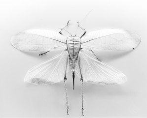 four wings insect
