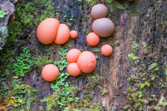 Lycogala epidendrum, commonly known as wolf's milk or groening's slime mold