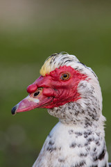 Portrait of Muscovy Duck (Cairina moschata).