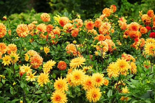  Beautiful dahlia flower in a botanical garden in summer