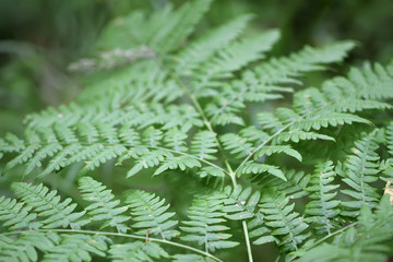 Pteridium aquilinum, brake or common bracken plant, eagle fern, Eastern brakenfern. Green fern  leaves in summer forest close up.